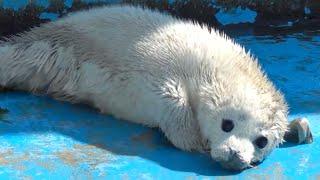 Snowy, The Baby Seal