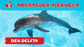 Abenteuer Tierwelt |  der Delfin | Tiere lernen für Kinder und Kleinkinder