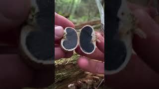 Mushroom ASMR: Common Earthball (Scleroderma citrinum) Toxic/Poisonous