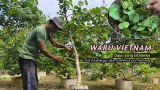 Easy Ways to Cultivate and Grow Vietnamese Waru Stems