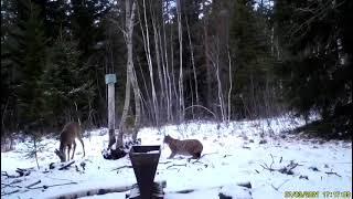 Eurasian Lynx Hunting Deer