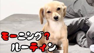 寝起きは「いつまで見るん？」ってくらい見つめてくる殿さんがこちらです！