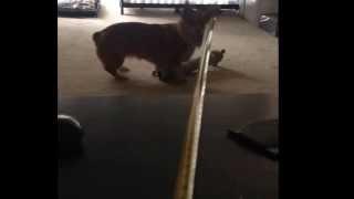 Heidi the Corgi versus The Evil Tape Measurer