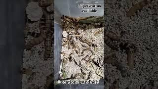 Superworms For Sale At Great Price In Mumbai | Shipping Possible | #exoticpets