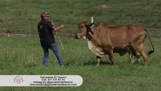 Ganadería El Tesoro Raza Gyr Dorada Caldas