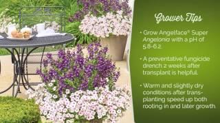 Angelface® Super Angelonias from Proven Winners