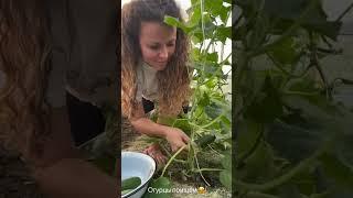 Наш огород на Кубани Петровчанка Лера #garden #gardenlife #дача #огород #shorts