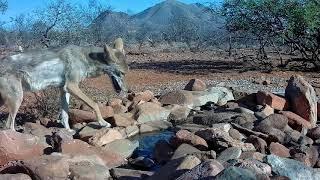 Arizona Wildlife