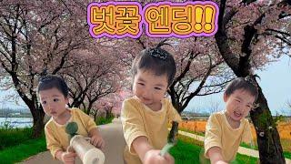  지친 일상에 봄바람 같은 벚꽃 브이로그  | 흑호의 첫 봄나들이 | 브이로그4 #가족브이로그 #가족이야기 #아빠와 #육아팁