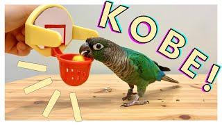 HOW TO TEACH YOUR BIRD TO PLAY BASKETBALL