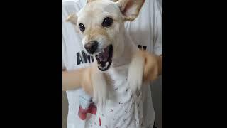 최강 이루비의 드럼 챌린지 (Dog's Drum Challenge) #shorts