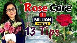 ROSE PLANT CARE, GROWING TIPS, SAVE ROSE PLANT / GULAB KI CARE / गुलाब की देखभाल #rose #roseplant