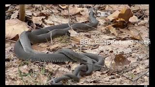 BBC Спаривание змей #bbc #BBC #snake #snakes #breed #змеи #змея #donbass #донбасс