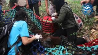 Rescue & Translocation of Orangutan Mama Kasih by International Animal Rescue