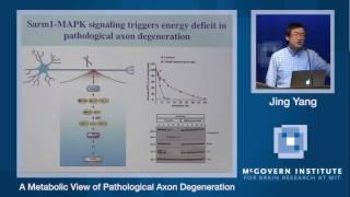 Jing Yang, A metabolic view of pathological axon degeneration: McGovern Institute Symposium