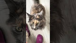 Maine Coon | ah mamma!‍⬛️ |#mainecoon