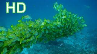 Amazing Underwater Sea life | Royalty Free | Stock Footage | No copyright Videos