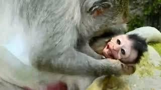 so sad baby monkeys compilation