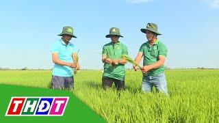 Giải pháp đòng khỏe - Vô gạo tới cậy | Khuyến nông - 26/1/2024 | THDT