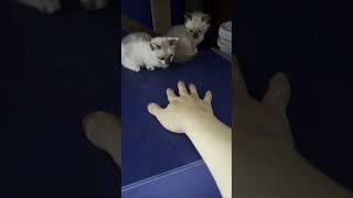 아기고양이의 첫 킁킁 #마당냥이 #산골감나무집