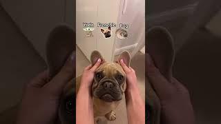 Yoda, Frenchie Puuugggg  #frenchie #dog #frenchbulldog