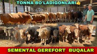 SEMENTAL GEREFORT ️+99877-267-06-98 / 91-323-07-28 /  90-567-80-98 BUQALAR KELDI