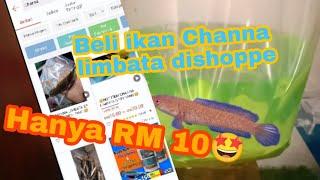 (Unboxing Channa)Membeli ikan Channa di shoppe hanya RM10 boleh ke ikan hidup?(CHANNA LIMBATA)