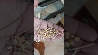 FINE CLEANER CUM SEED GRADER