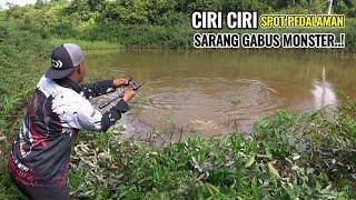 SAMPAI KEWALAHAN..! SAMBARAN² IKAN GABUS MONSTER DI SPOT PEDALAMAN HUTAN INI SANGAT MENGERIKAN.