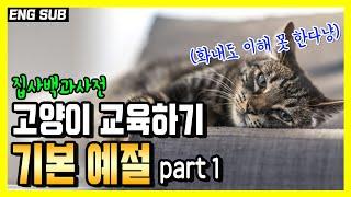 고양이 기본 예절교육 1탄. 식탁에 올라가기, 새벽에 깨우기,  할퀴거나 깨물기