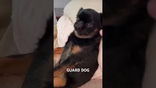 Chico is absolutely fired!! #brusselsgriffon #dog #grumpydog #pooch audio @videosgraciosos998