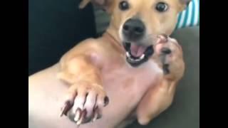 Slow Motion Dog Sneeze Vine By: Nate Villegas