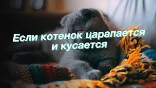 Если котенок царапается и кусается