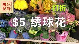 [石针养花]特价绣球花：$5，便宜吗？