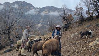 Iran nomadic life: Jahangir and Maryam's endless effort for their animals on a rainy day ️