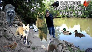Raccoon Sammy Live Cam / Plus Birds, Ducks And More !