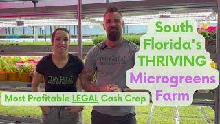 Vertical Farming of the Future: Tiny Leaf Microgreen Farm Tour