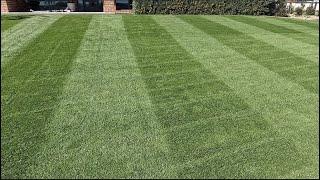 RYE GRASS FIRST REEL MOW FAT STRIPES