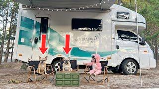 Where Will My Dog Go When He Rents A Camper Van? **WARNING Contains Tantrums