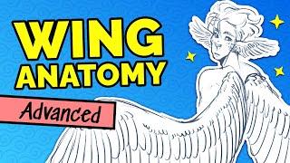 How to Draw BIRD WINGS (feathers, wing shapes, anatomy)