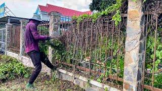 Cleaning Masterpiece: Mr. Quy's transformation of an overgrown sidewalk