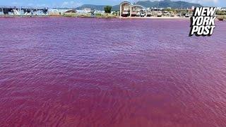 Japanese sea turns ‘venomous’ shade of red, alarming residents