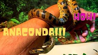 CBB Green anaconda unboxing ! Defensive !!!! #greenanaconda #anaconda #boaconstrictor