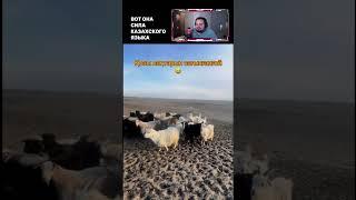 Сила казахского языка: больше, чем слова