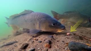 Top Carp Fishing Video in the River