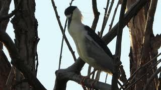 The Black-Crowned Night Heron