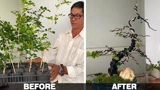 How to create a large bonsai tree by grafting many small trees together