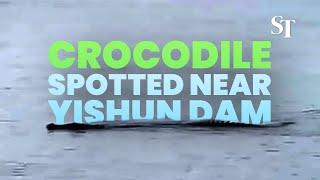 Crocodile sighted near Yishun dam, public advised to stay clear