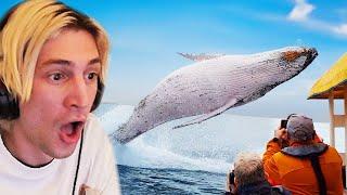 Craziest Animal Encounters of All Time | xQc Reacts