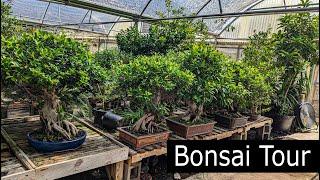 Tea Garden Bonsai Nursery Tour